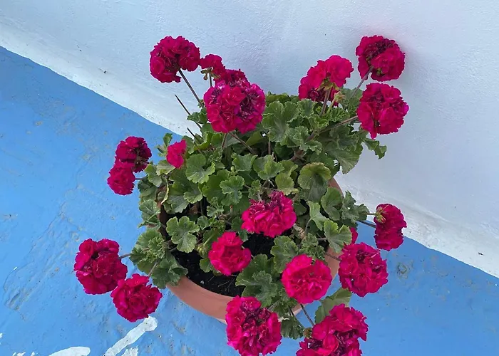 Aegeon Guest house 3*